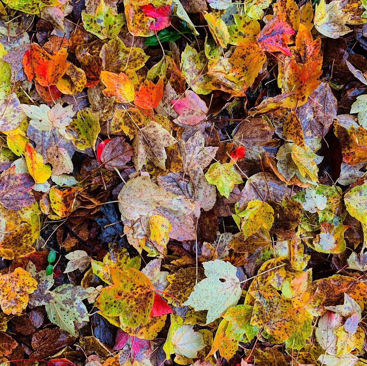 forestbathinguk's tweet photo. Look closer #forestbathinguk #forestbathing #autumnleaves #leaves #lookcloser #mindfulness #connectinnature #mindfulnessinnature #woodlandwellness https://t.co/z80RoeoNLo