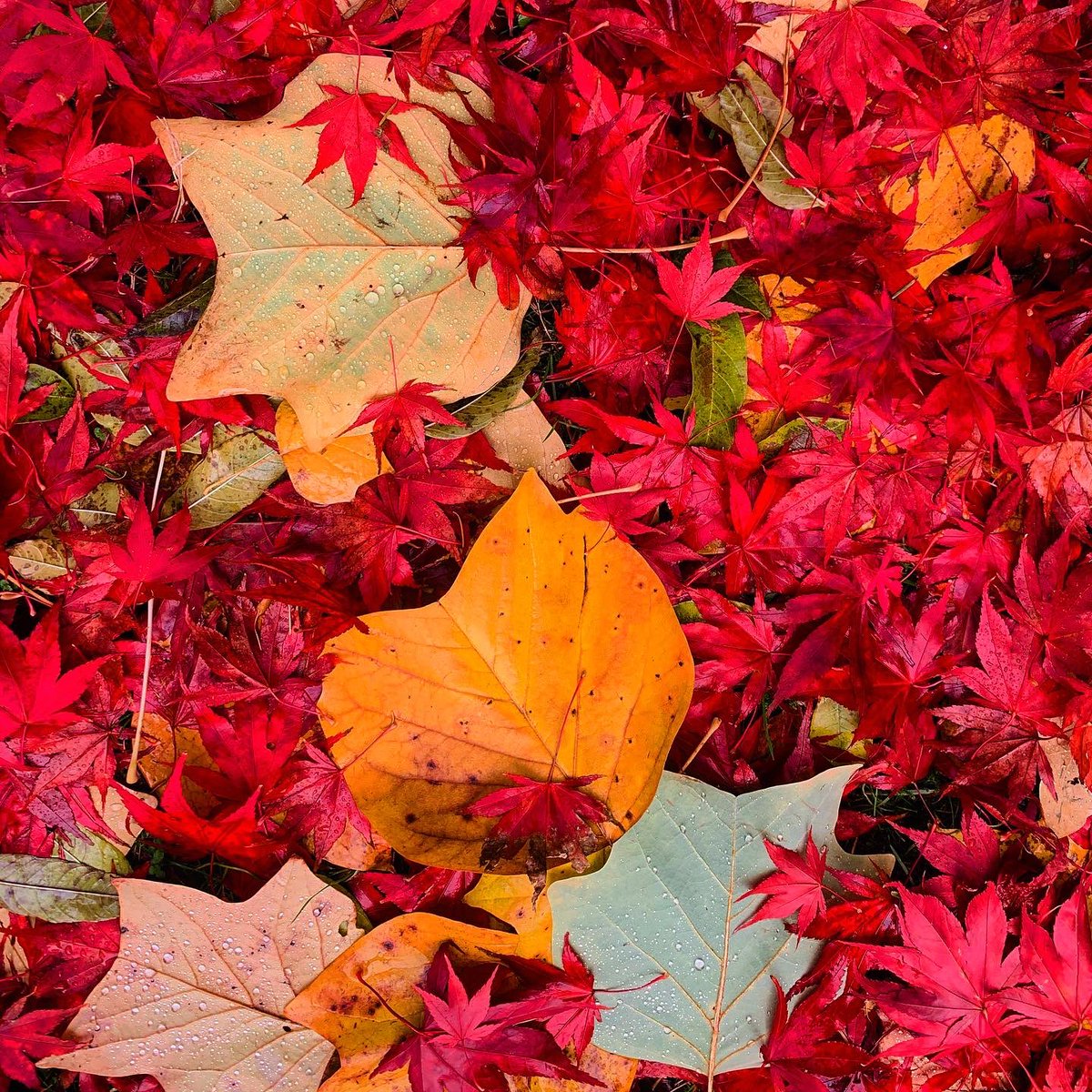 forestbathinguk's tweet photo. Look closer #forestbathinguk #forestbathing #autumnleaves #leaves #lookcloser #mindfulness #connectinnature #mindfulnessinnature #woodlandwellness https://t.co/z80RoeoNLo