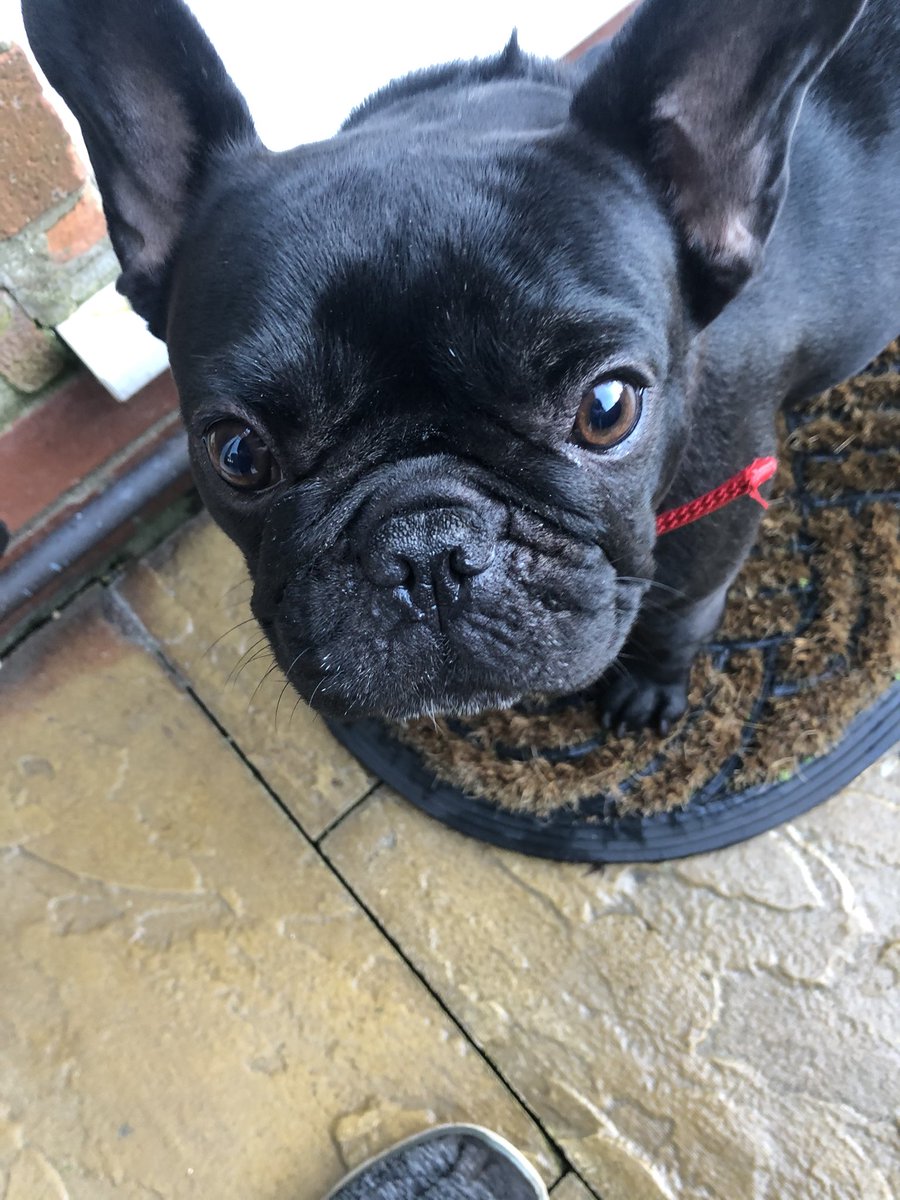 NicoleRedWilde's tweet photo. Pumba was so cute hopefully her owners have been and picked her up from the vets 😍 https://t.co/ueUUJbJHrS