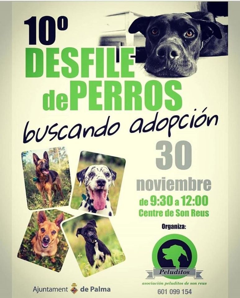 10a Desfilada de cans a Son Reus. Dia 30 de novembre a les 9.30 h <a href="/DePeluditos/">Asociación Peluditos de Son Reus</a> <a href="/ajuntpalma/">Ajuntament de Palma</a> facebook.com/ajuntamentdepa…