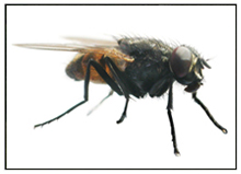 ilaclamauskudar's tweet image. #Sinekler, kanatlı hayvanlar gurubunda incelenir. Sineğin bedenin üzerinde gözle zor görülen sık kısa tüyler bulunur.etkinilaclama.net/karasinek-ilac…