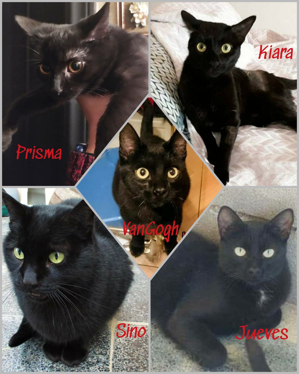 animalejos1's tweet photo. Únete al Black (CAT) Friday!! 
Adopta un gatito negro 😻
asociacionanimalejos@hotmail.com
#adopta #BlackFriday #cat #gatos #NoCompresAdopta #FelizViernesATodos #gatosenadopción https://t.co/9V75gtIGWA