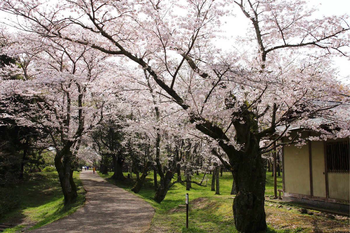佐倉城址公園の桜 開花情報（リアルタイム・見頃・予想・時期・混雑） 桜開花リアルタイム情報2019