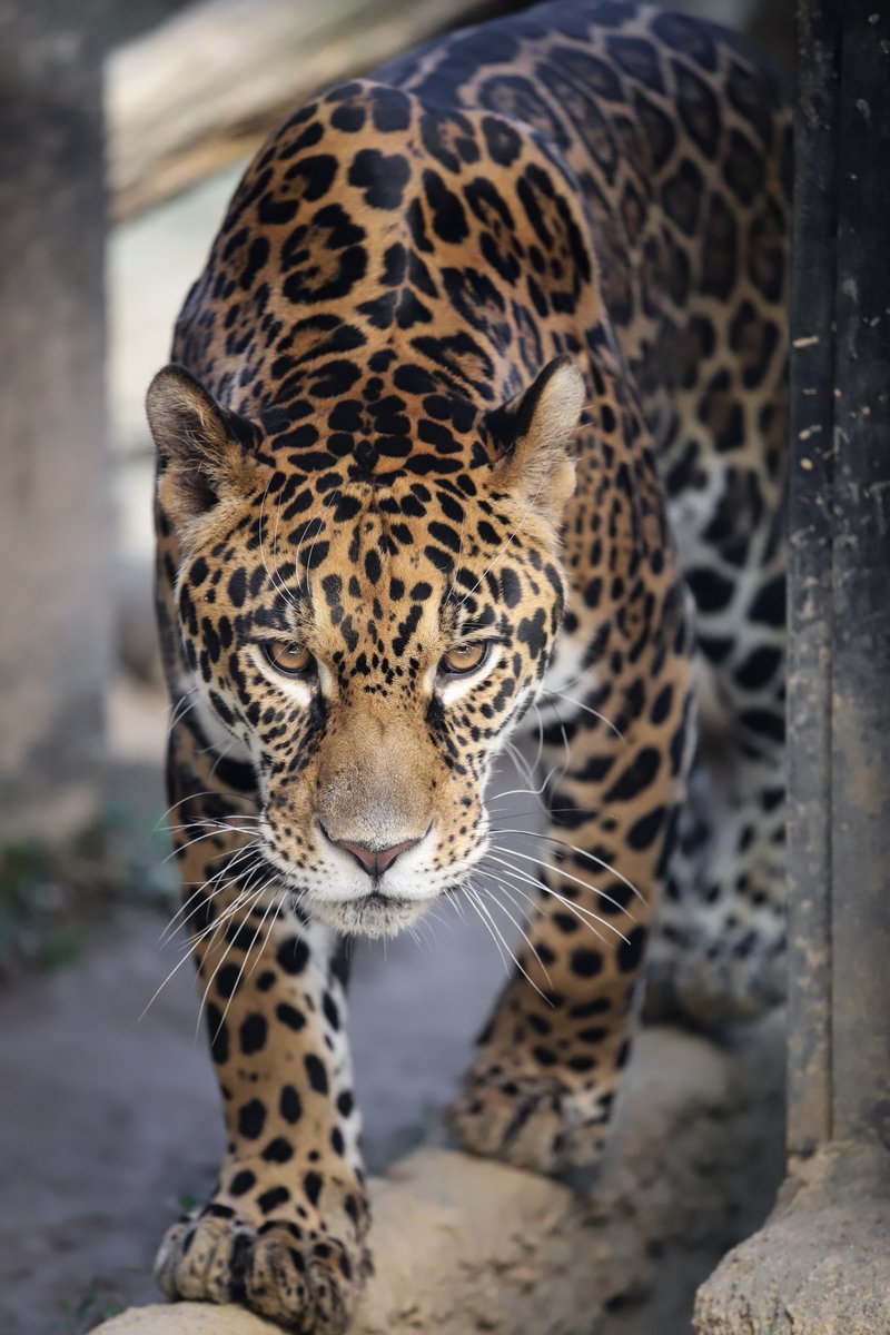 うにく בטוויטר 今日は 世界ジャガーの日 ということで いつもかっこいい小助 ジャガー 日本平動物園 Internationaljaguarday