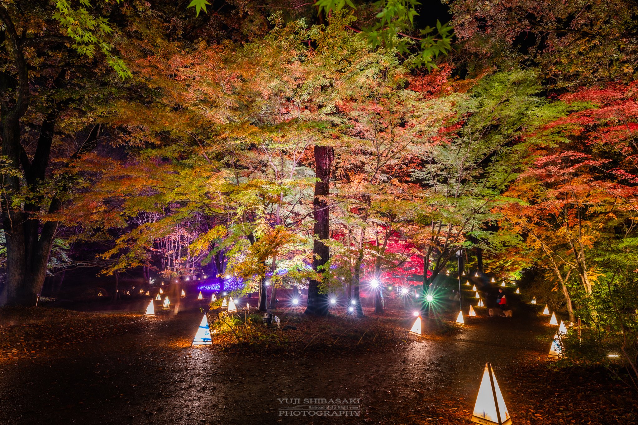 Yuji Shibasaki Photo もみじ見ナイト 埼玉県滑川町の森林公園 今年も見頃を迎えた紅葉のライトアップ 赤や黄色に少し緑が残るグラデーション 12月1日までなので早く見ないと 森林公園 国営武蔵丘陵森林公園 紅葉19 滑川町 埼玉県