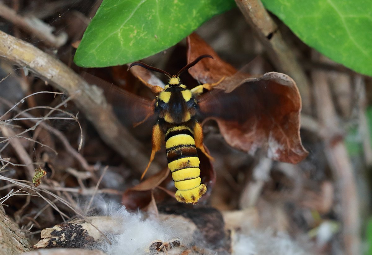 My #bestbutterfly moment that wasn't actually a butterfly was this hornet moth in Holywells Park, Ipswich.