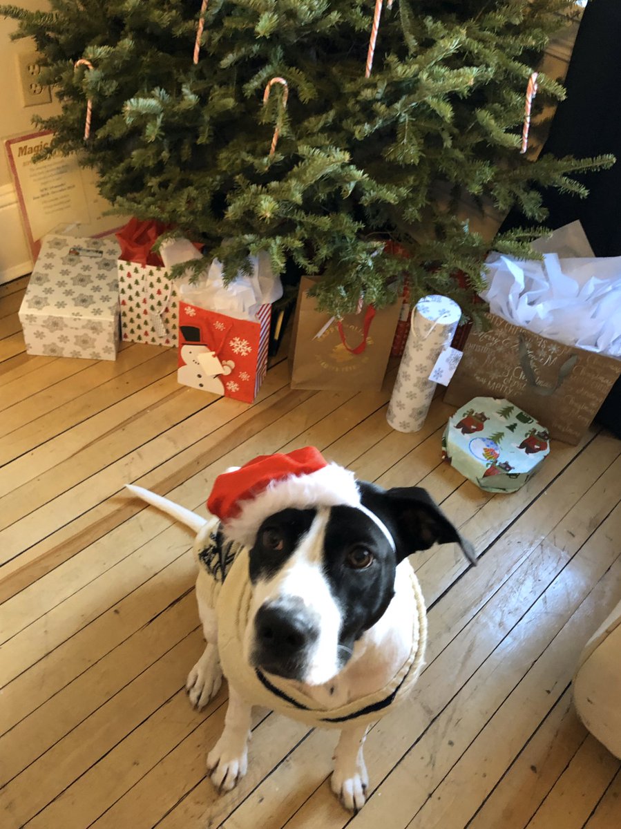 GoodBonesDogs's tweet photo. Former Good Bones pup, Zelda, is now a model for local artist @elanacamille! How cute is this holiday print! 🎄🐶 Check it out here: https://t.co/roIhpEjZva https://t.co/kPETiCSKsm