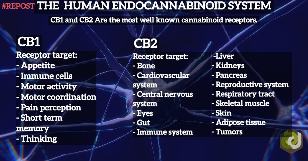 #REPOST CB1, CB2 receptors are the most important receptors in the endocannabinoid system. These receptors are basically everywhere in our body. Understanding the endocannabinoid system and the effects of phytocannabinoids (cannabis products) we can  make influence on our health.
