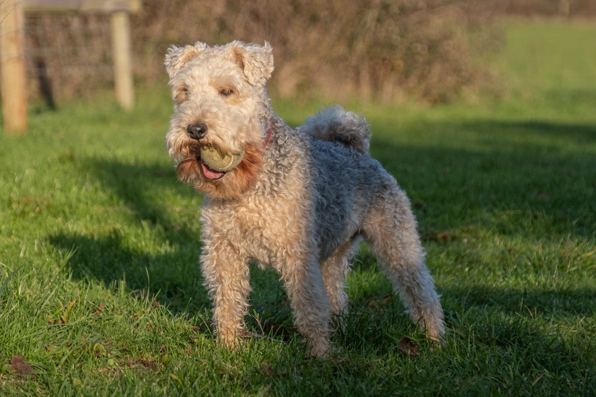Hurrah! No rain so I played borlee in the Community Orchard! 😊
#DogsofTwittter #dogslife <a href="/BestDogPhotos/">Best Dog Photos & Dog Walks UK</a> <a href="/dogandpuplovers/">We love dogs. 🐕🐶😍</a> <a href="/DogsAreLove2/">Dogs Are Love</a> #LakelandTerrier