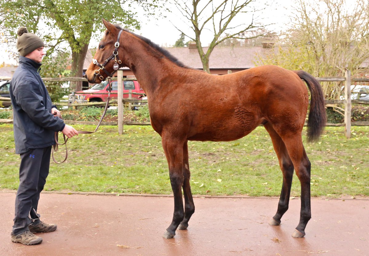 👏👏 Another brilliant result for the first crop foals by TIME TEST with this stunning colt selling to George Mullins for 42,000gns! Congratulations to vendors West Blagdon Stud! They are on fire 🔥 this week <a href="/Tattersalls1766/">Tattersalls</a> #FirstFoals