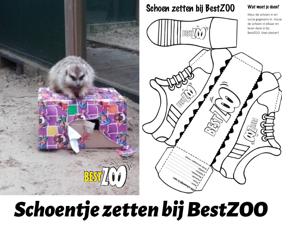 HEB JIJ JE SCHOENTJE AL GEZET BIJ BESTZOO? 👀👞🥕
Het kan nog tm morgen! Download de kleurplaat via bit.do/fhtFV. Print, knip, plak en versier je schoentje zo mooi mogelijk en lever het in bij BestZOO. Op zondag 1 december kun je je schoentje weer ophalen.