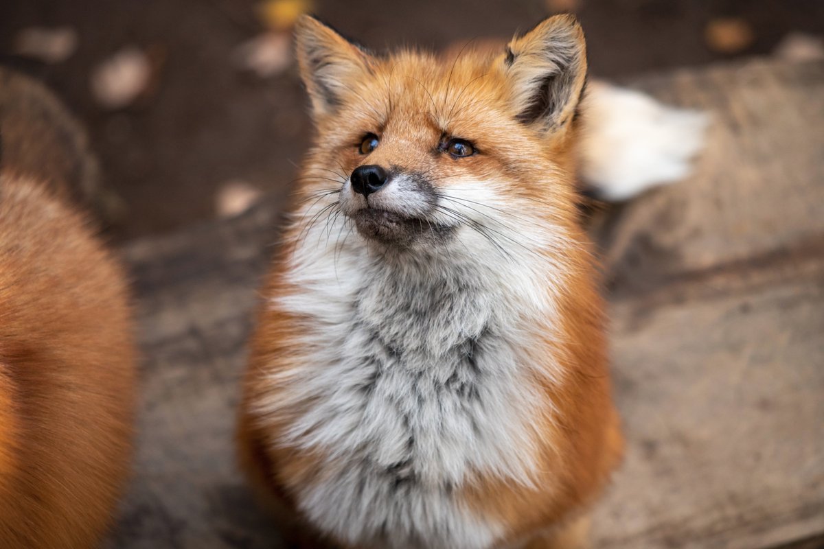 模様のせいで常に困り顔に見える狐が可愛すぎる 話題の画像プラス