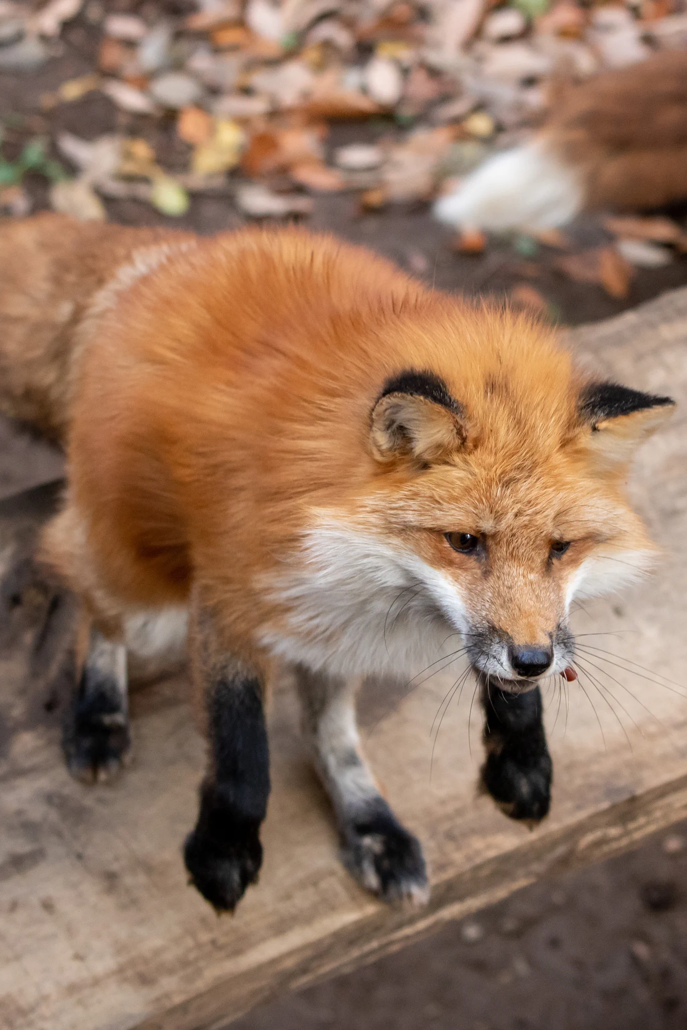 模様のせいで常に困り顔に見える狐が可愛すぎる…！