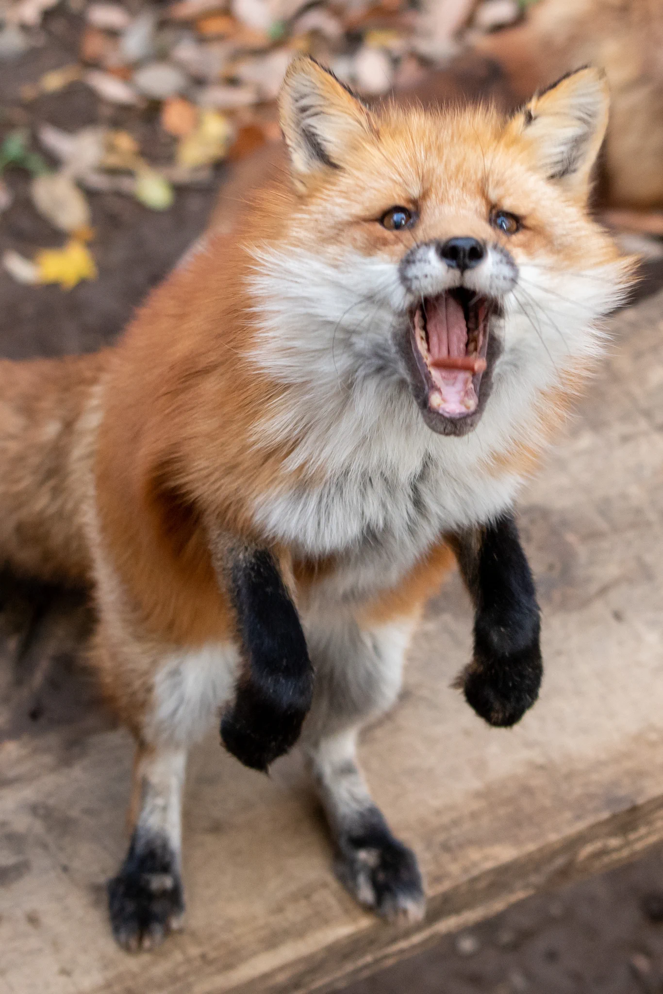 模様のせいで常に困り顔に見える狐が可愛すぎる…！