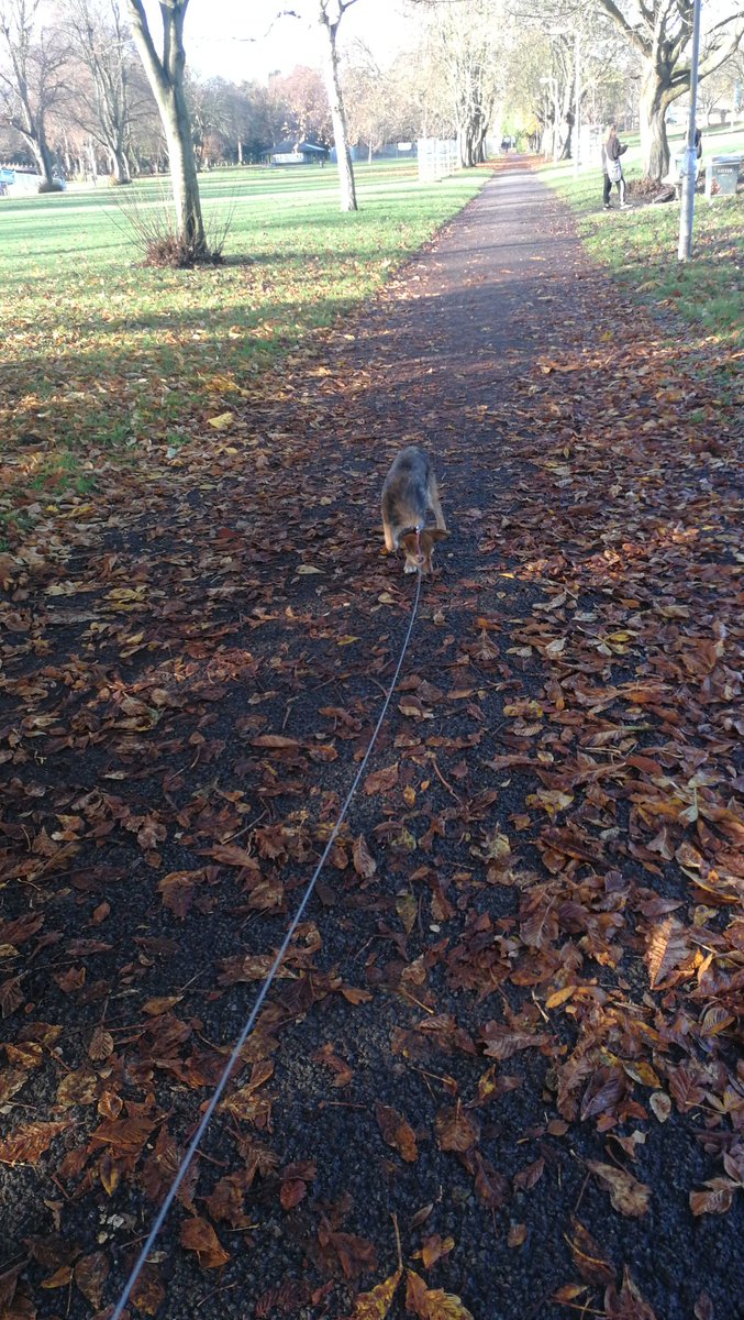 bitemespices's tweet photo. As promised @becketsbuddies Hicks out and about on his first proper park walk. Beautiful day for it too. #loveparks #greenspaces https://t.co/RFrOmvlGTw