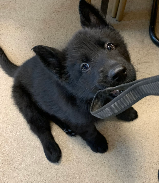 EssexPoliceUK's tweet photo. Trainee Police Dog Hale and King reporting for duty...🐕

Meet the two new additions to our @EPDogSection. They are 8wks old and are just getting settled in. When they reach approximately 1yo they will start their training, preparing them for their role to help keep #Essex safe. https://t.co/owHhbqUKAR