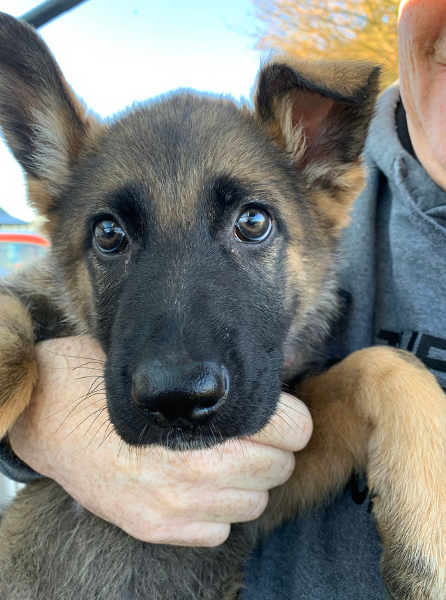 EssexPoliceUK's tweet photo. Trainee Police Dog Hale and King reporting for duty...🐕

Meet the two new additions to our @EPDogSection. They are 8wks old and are just getting settled in. When they reach approximately 1yo they will start their training, preparing them for their role to help keep #Essex safe. https://t.co/owHhbqUKAR