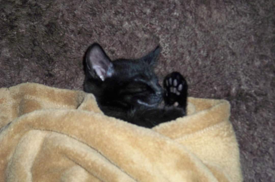 @3_PlymouthCats Mylo as a kitten 🥰 #BlackCatFriday