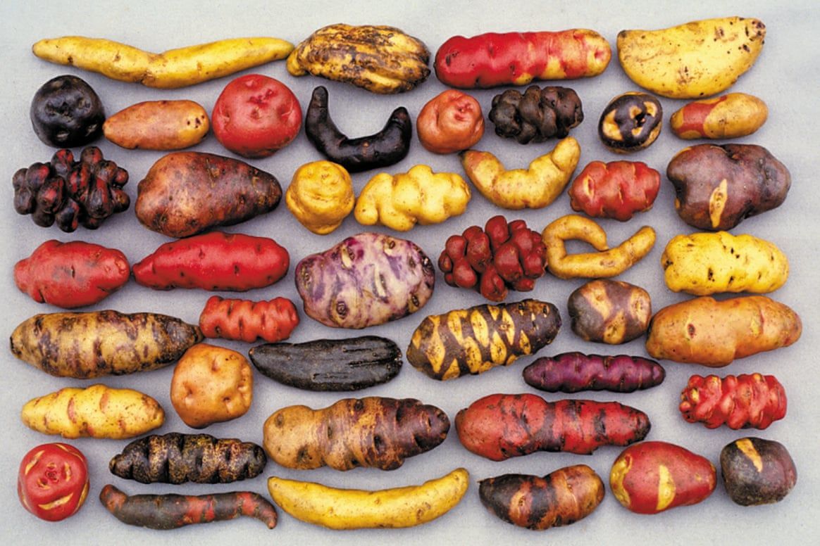'How Peru’s potato museum could stave off world food crisis' - fascinating  @guardian article on Peru's  #Potato Park featuring  @AsociacionANDES -->  https://buff.ly/33sny5v "The potato guardians in a small park in Peru may play an important role in feeding the rest of the world."