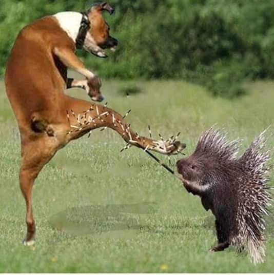 HanduTitus's tweet image. S.A advocated vs Nampol right now🤣
#FishRotFiles