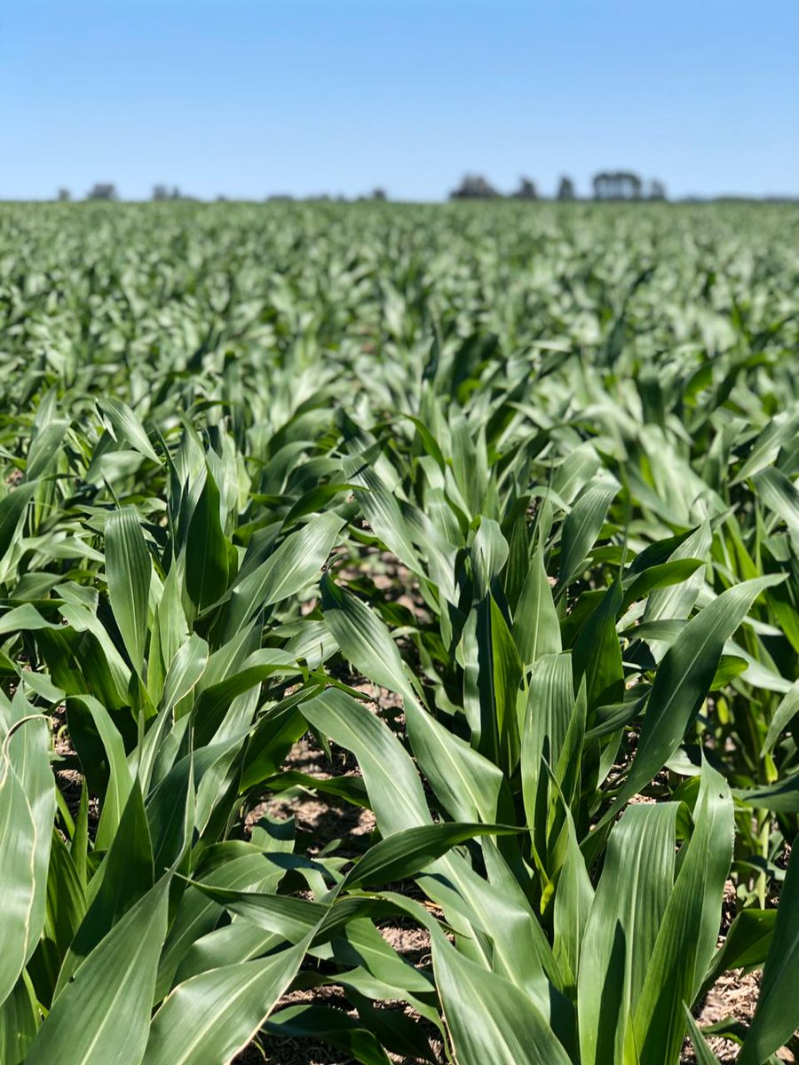 Sem_Illinois's tweet photo. 🌽 #I799 #I797 🌽 #Ensayos #ECR
Campo Productor en General Arenales.
Distribuidor #Santagro_purocampo
-
#Maíz #Siembra19 https://t.co/oYXG9tVLZV
