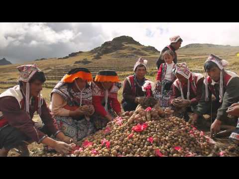 A 2014 film produced under the SIFOR project follows delegations from the Naxi peoples of Yunnan in China & the Monpa & Ura people from Bhutan as they meet with the Quechua & Q'ero peoples from the Potato Park. WATCH: Guardians of Diversity -->  https://www.iied.org/film-documents-visit-guardians-diversity-potato-park