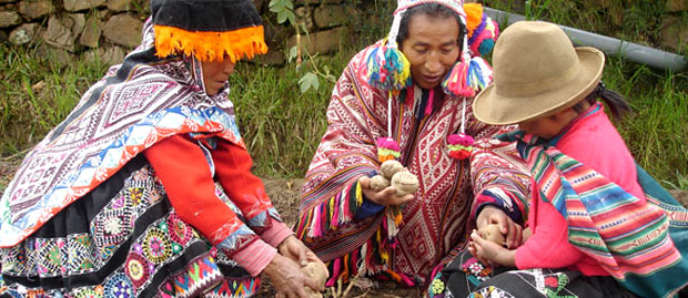 Biocultural Heritage refers to the knowledge & practices of  #indigenous   people & their biological resources from the genetic varieties of crops they develop to the landscapes they create.For more on the  #Potato Park,  @AsociacionANDES &  @INMIP_Sec see -->  https://biocultural.iied.org/ 