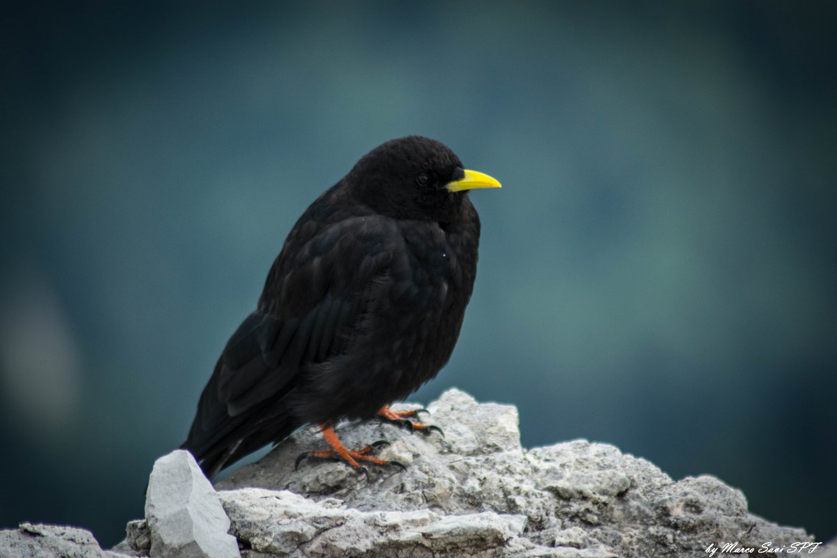 MarcoSaviSpF's tweet photo. Birb OvO
Alpine chough (Gracchio alpino) photographed on a rocky point near the Rifugio Lagazuoi.
#birb #bird #pyrrhocoraxgraculus #dolomiti #passofalsarego #lgazuoi #uccellacci #gracchio #mountain #montagne #dolomites #lagació #falsarego https://t.co/zQLpukpcWc