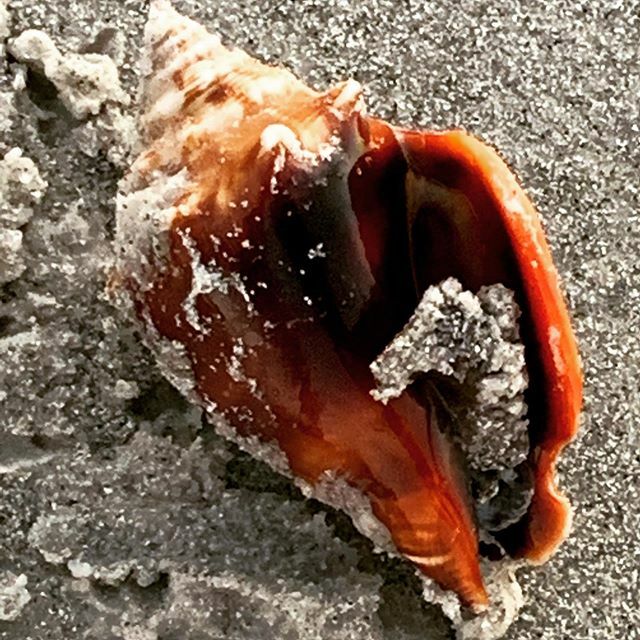 MINIRAMBLE's tweet image. This guy was trying to find safety this morning on our walk. We helped him back into the ocean. 😉👍🐚 #mollusk  #beach #beachlife #beachwalk #gulfbeaches ift.tt/2L0Kl1R