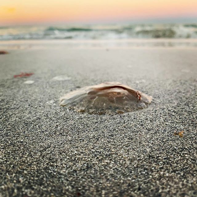 MINIRAMBLE's tweet image. This morning there were tons of these little jellies on the sand. #jellyfish #beach #beachlife #beachwalk ift.tt/2OxJkAA