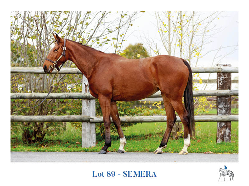 Arqana Pur Sang Ventes Aux Enchères Chevaux