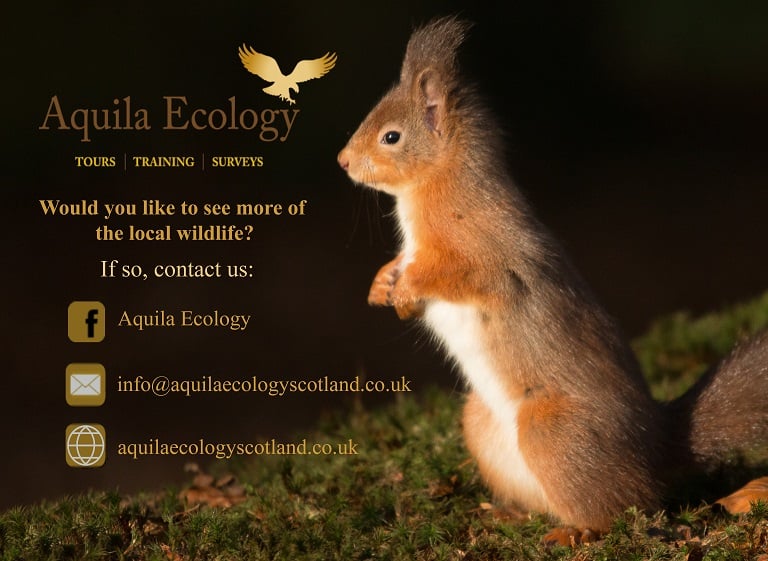 #ecology #tours #scottishtours #naturetours #ecologicaltours #wildlifetrips #wildlifebreaks #seeScotland #wildlife