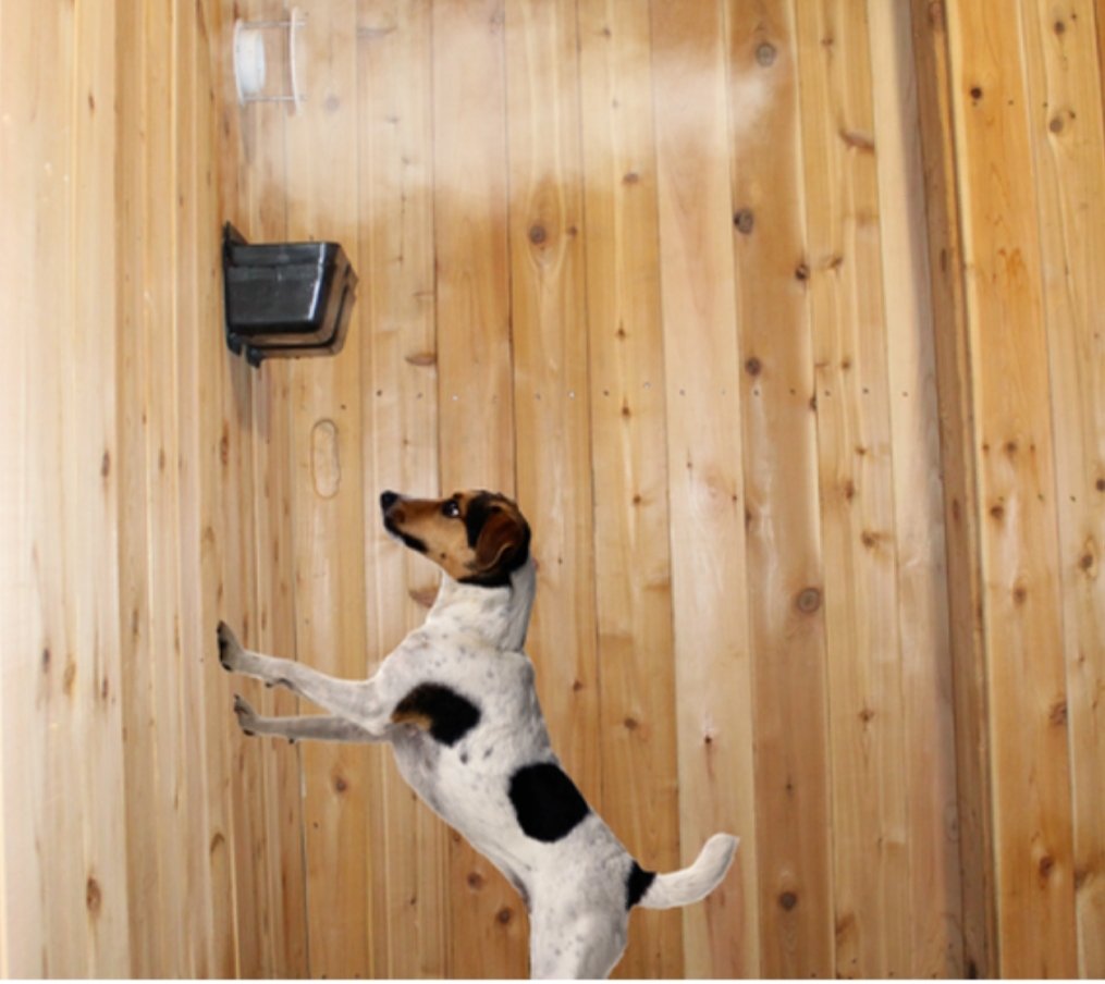 JrsSpa's tweet photo. Allergies got your dog feeling down? Try Salt Room Therapy- all natural and drug free. Now open! Owner attends FREE. #LetsGetSalty. #DogSpa. #BolivarMissouri https://t.co/W0UJRQaWt6
