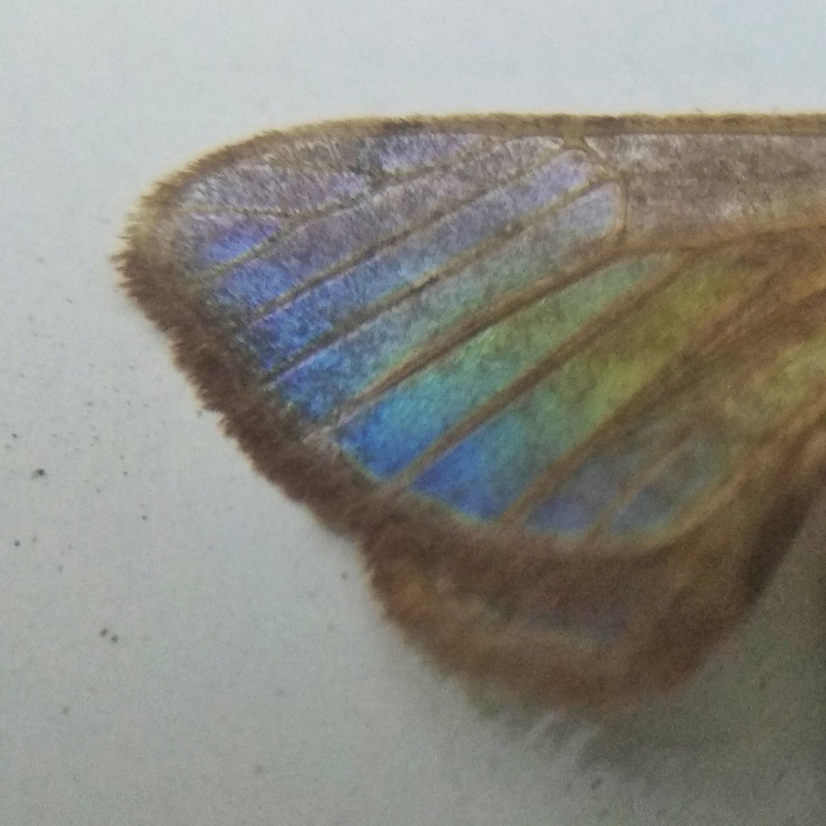 A thread abt mystery of colour on a moth's wing: near d stairs in my building I found a dead moth. Out of habit I picked it up n brought home. Colour pattern on its wings caught my attention. It was subtle n looked pretty. I thought of seeing it under Foldscope...  #scicomm (1/n)