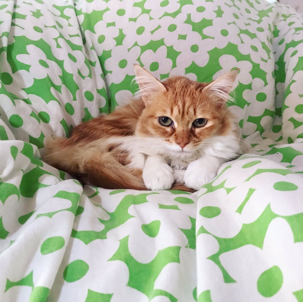 Gizmo happy face 😂

#happyday #cutecat #catlover #catlife #CatsOfTwitter #FridayMotivation