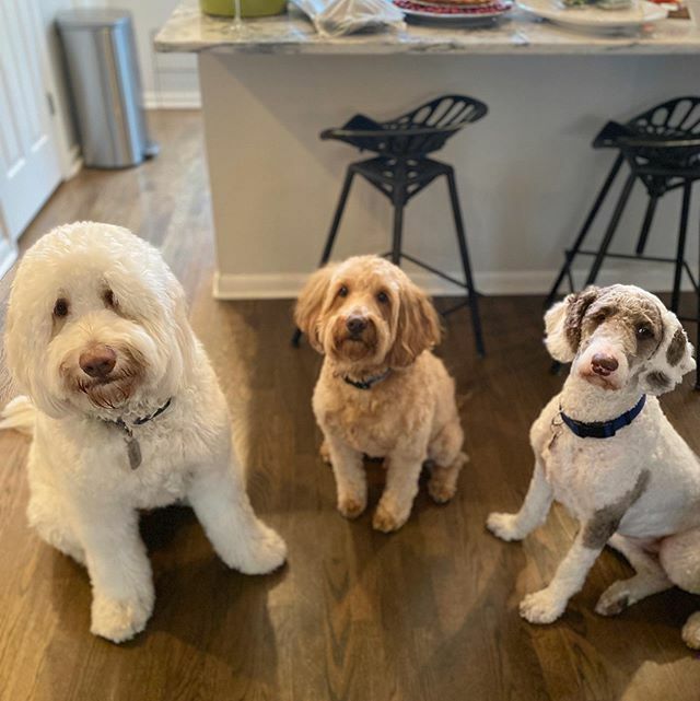 Doodlegiving 🦃🐾 #happyturkeyday #gobblegobble #woofwoof #minigoldendoodle #sheepdoodle #goldendoodle #threebestfriendsthatanyonecouldhave ift.tt/2OZKDr3