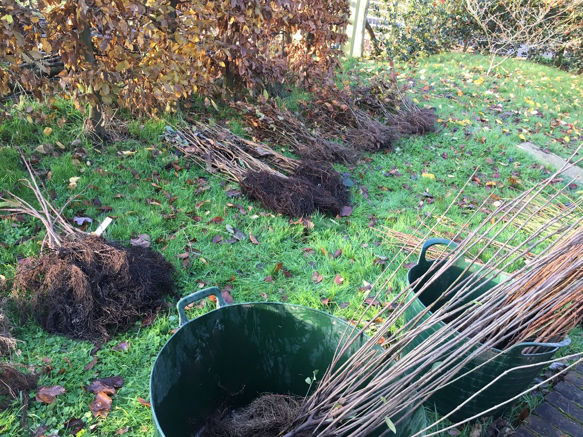 Lampsie1's tweet photo. Started planting a thornless, mixed native hedge from @HopesGrove for a client today. A mix of mainly Hazel, Hornbeam, Field maple plus others such as Guelder rose, Spindle  etc. Single and double row sections. Had to use plastic tree guards due to rabbits #NationalTreeWeek https://t.co/b9spOGSwol
