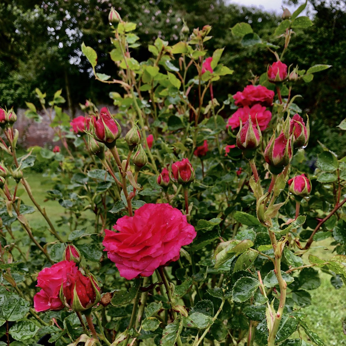 blackbirchesGC's tweet photo. Lots of our SALE roses are now just £5! Like the beautiful Starlight Express! https://t.co/0TafSyAwJ2