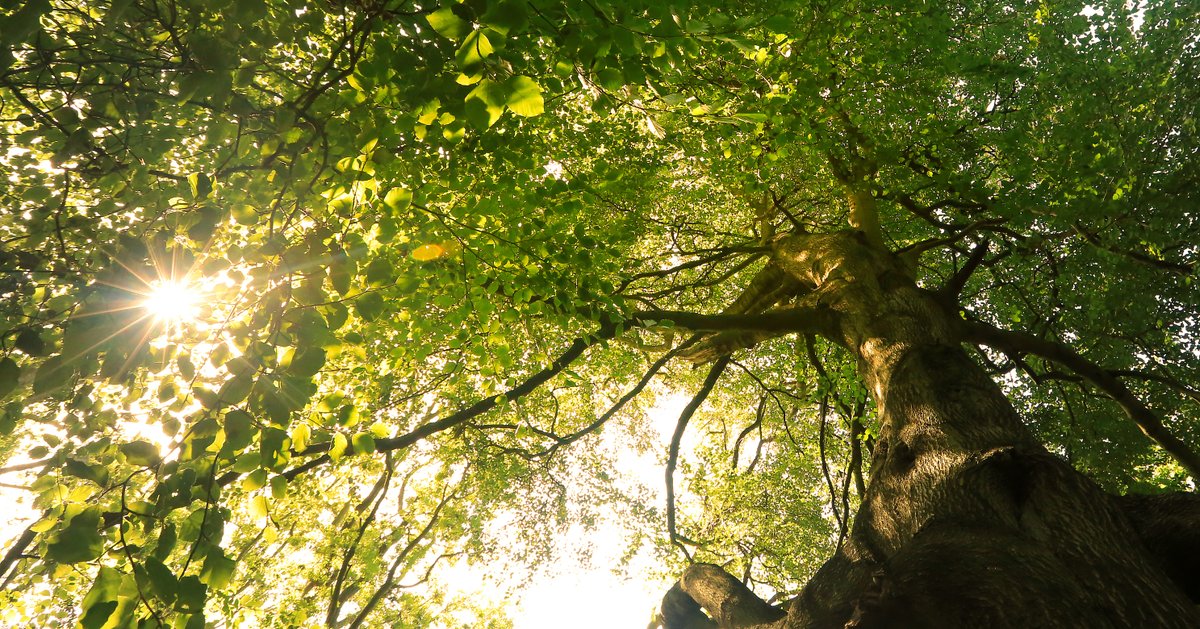 EssexWildlife's tweet photo. We are celebrating trees at Belfairs Woodland Centre this weekend! Experience the serenity of the woodland by joining a Terrific Trees walk followed by 'Shinrin-Yoku' Forest Bathing. Find out more! https://t.co/vm692w8JnD π³π§ββοΈ #TerrificTrees πΈ Jon Hawkins https://t.co/MAqhe90gva