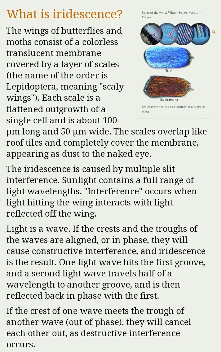 Specially this part . It is fascinating how these animals use optical properties of light for their advantage.  #scicomm  #sciencetwitter