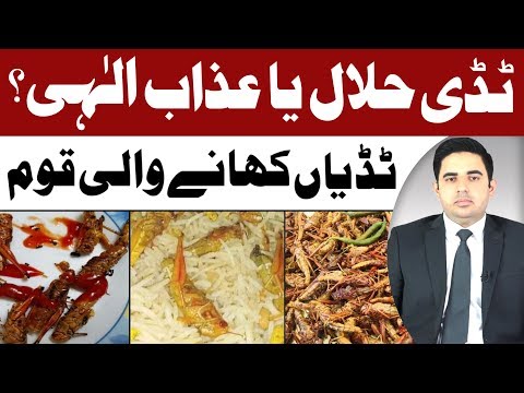 KaGlum's tweet photo. ٹڈی حلال یا حرام ہے
ٹڈی عذاب الہی ہے
ٹڈی وہ عذاب ہے جو ال فرعون پر بھی ایا تھا
اور اج بھی اسی طرح کے عذاب آ رہے ہیں کبھی فوگ کبھی ٹڈی کے حملے
احمد عیسی رسول اللہ کی پوری وڈیو دیکھنے کے لیے لنک پر کلک کریں 
https://t.co/4CRFj5AaLr
#AvatarKrishn
#kaglum
#يوم_الجمعة
#FridayThoughts https://t.co/32nSPib1BF