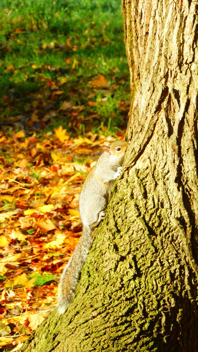 SteveMulville's tweet photo. Nice to have the Sun on your back it really isππΏπ
Some welcome early Winter
'Glad to be Alive 'weatherβοΈat a Beautiful Sefton Park today..
#nature
#seasons
#Weather
#Wintersonitsway https://t.co/yMG2ptUc3f