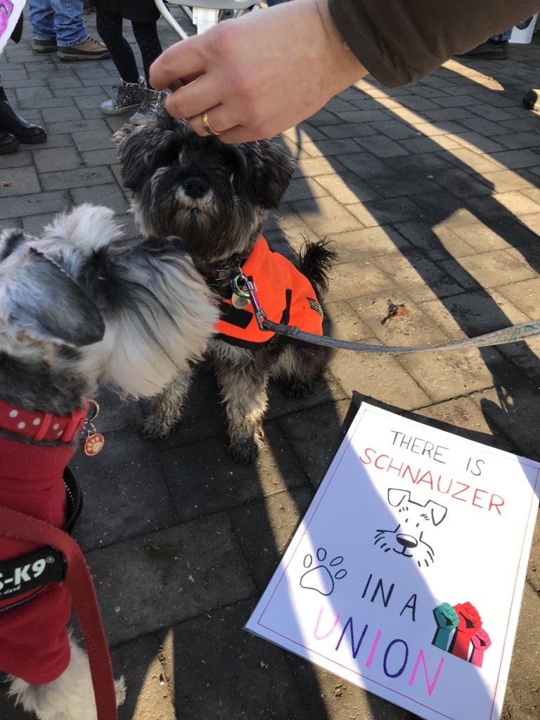 Schnauzer Solidarity ✊🐾(thank you @WillPatBass for the treats!) <a href="/UoNUCU/">University of Nottingham UCU branch</a> #DogsOnPickets #UCUstrike #ucuStrikesBack