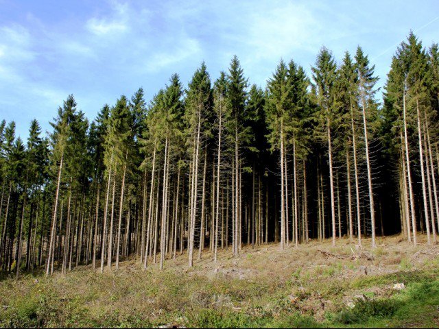 21/ So, the ugly truth - if you have a view of forests as places of abundant beauty - is that we also need a LOT of industrial-scale commercial forestry that looks a bit like this (which is still pretty attractive, in my view)...
