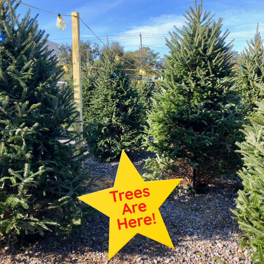 NC Fraser Fir Christmas trees are here!🎄Fresh wreaths and garland too!!

#hohoho #fraserfir #deckthehalls #freshcuttrees #shopsmall #herecomessantaclaus #christmasiscoming #homeandgarden #southportncgardencenter #allinbloomsouthport