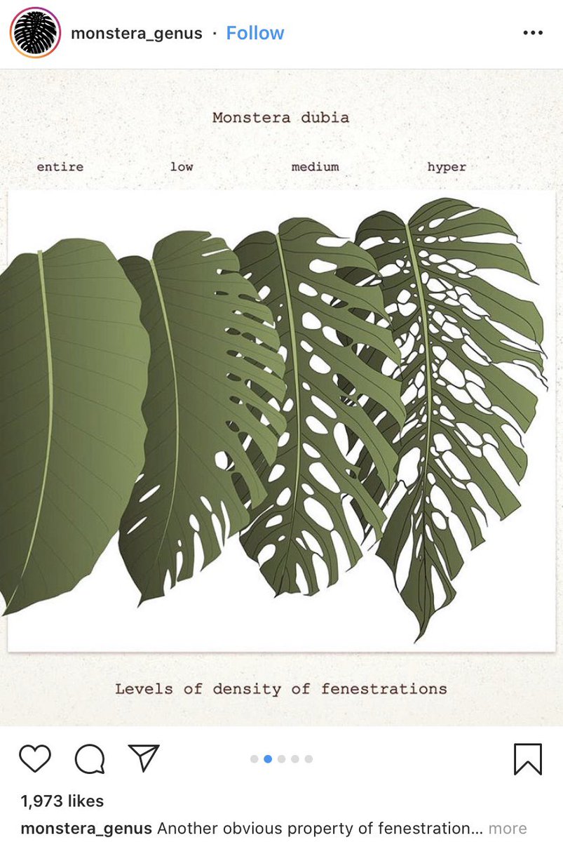 Gabesco I Stared At This For 8 Minutes Trying To Get The Meme Until I Realized Its Actually Just A Plant Instagram Posting Seriously About Plants 0 10 Meme Would Not Gabesco I Stared At This For 8 Minutes Trying To Get The Meme Until I Realized Its Actually Just A Plant Instagram Posting Seriously About Plants 0 10 Meme Would Not