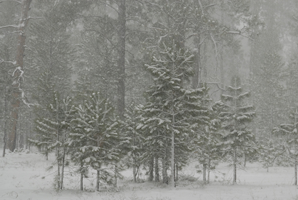 AZGFD Pinetop tweet media