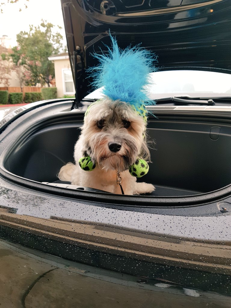 AusMumTesla's tweet photo. Cyberpunk #jackinthefrunk is dressed and ready for the #Tesla Cybertruck 🐶🐾
#frunkpuppyfriday #CYBRTRK #cybertruck #frunkpuppy @28delayslater @Tesla https://t.co/hvnnplMExa