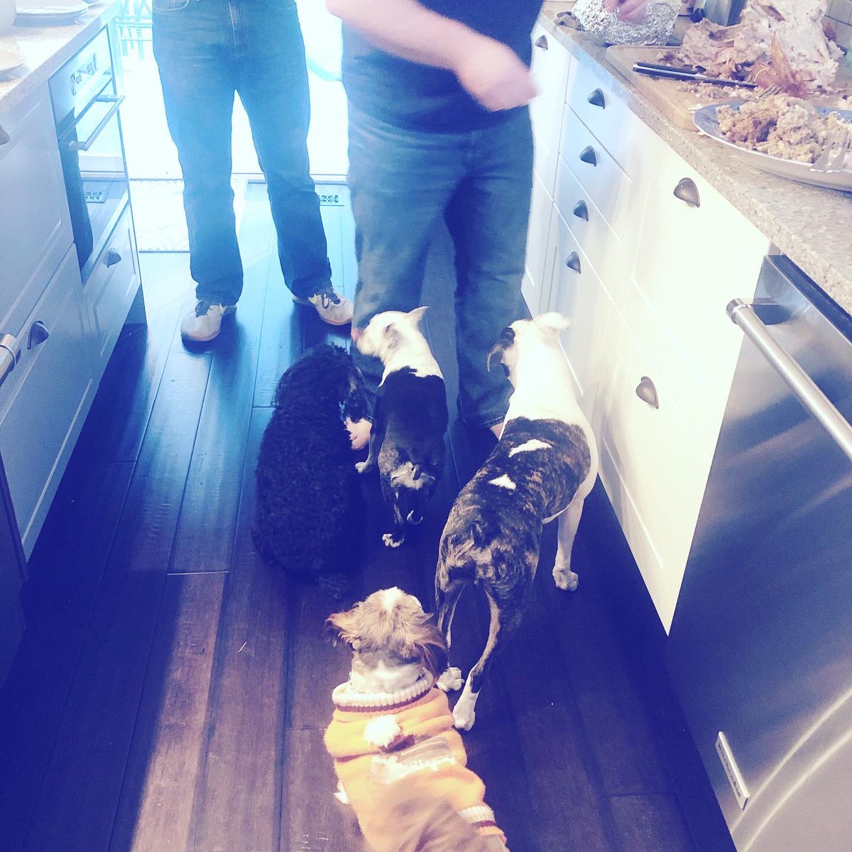 AbsoluteHxH's tweet photo. I know all the dog did! 🥰😊🦃@GearsMasterTV https://t.co/ygfStGAzQn