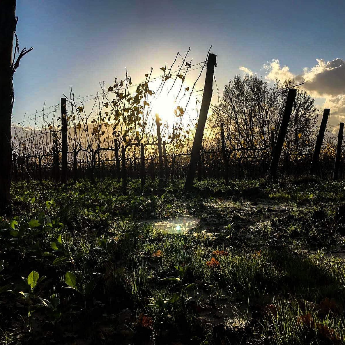 UdelV's tweet photo. #Chardonnay and #Viognier from our Il Casone #vineyard prepare for winter rest! #UsigliandelVescovo #winemoment #vignaioli #organicfarming https://t.co/Di7v09OV99